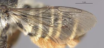 Media type: image;   Entomology 15708 Aspect: Wing front